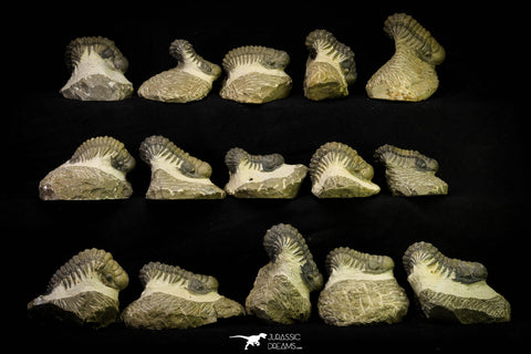 21254 - Great Collection of 15 Crotalocephalina (Crotalocephalus) gibbus Lower Devonian Trilobites