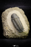 21254 - Great Collection of 15 Crotalocephalina (Crotalocephalus) gibbus Lower Devonian Trilobites