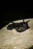 30206 - Nicely Preserved 1.26 Inch "Devil Horned" Cyphaspis walteri Devonian Trilobite