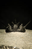 30206 - Nicely Preserved 1.26 Inch "Devil Horned" Cyphaspis walteri Devonian Trilobite