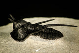 30206 - Nicely Preserved 1.26 Inch "Devil Horned" Cyphaspis walteri Devonian Trilobite