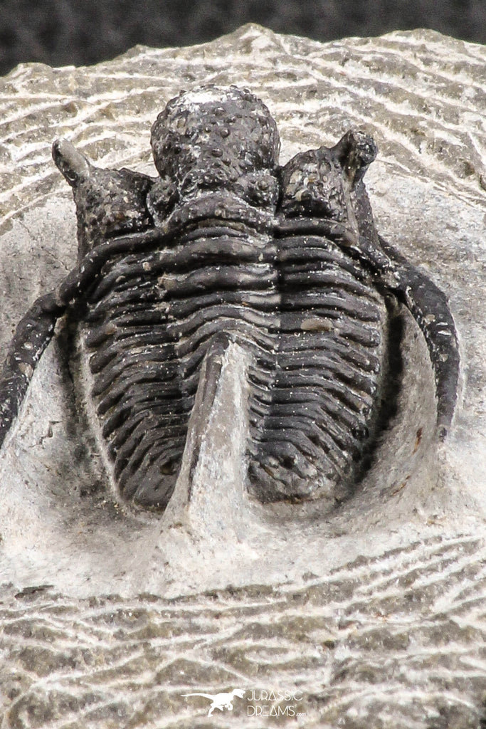 07368 - Top Well Prepared 1.32 Inch Cyphaspis (Otarion) cf. boutscharafinense Devonian Trilobite