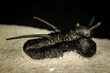 30206 - Nicely Preserved 1.26 Inch "Devil Horned" Cyphaspis walteri Devonian Trilobite