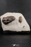 07369 - Top Rare Association 2 Symphysops sp Upper Ordovician Trilobites