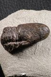 07369 - Top Rare Association 2 Symphysops sp Upper Ordovician Trilobites