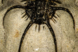 30207 - Outstanding 2.12 Inch Ceratarges sp Middle Devonian Trilobite
