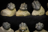 21255 - Great Collection of 15 Reedops sp Lower Devonian Trilobites