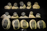21255 - Great Collection of 15 Reedops sp Lower Devonian Trilobites
