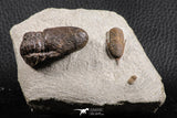 07369 - Top Rare Association 2 Symphysops sp Upper Ordovician Trilobites