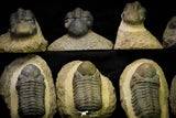 21255 - Great Collection of 15 Reedops sp Lower Devonian Trilobites