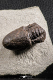 07369 - Top Rare Association 2 Symphysops sp Upper Ordovician Trilobites