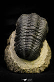 21255 - Great Collection of 15 Reedops sp Lower Devonian Trilobites