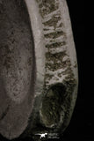 20245 - Top Huge 2.12 Inch Otodus obliquus Shark Vertebra Bone Paleocene