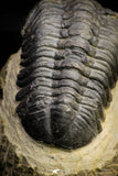 21255 - Great Collection of 15 Reedops sp Lower Devonian Trilobites