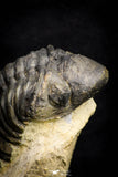 21255 - Great Collection of 15 Reedops sp Lower Devonian Trilobites