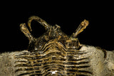 30207 - Outstanding 2.12 Inch Ceratarges sp Middle Devonian Trilobite
