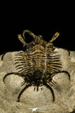 30207 - Outstanding 2.12 Inch Ceratarges sp Middle Devonian Trilobite
