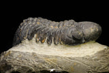 21255 - Great Collection of 15 Reedops sp Lower Devonian Trilobites