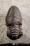 07369 - Top Rare Association 2 Symphysops sp Upper Ordovician Trilobites