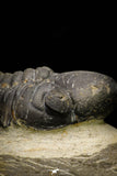 21255 - Great Collection of 15 Reedops sp Lower Devonian Trilobites