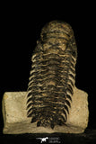 30208 - Top Beautiful 3.24 Inch Crotalocephalina (Crotalocephalus) gibbus Lower Devonian Trilobite