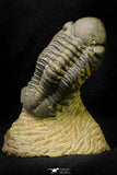 21255 - Great Collection of 15 Reedops sp Lower Devonian Trilobites