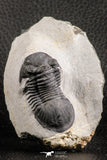 07370 - Nicely Preserved 1.93 Inch Paralejurus spatuliformis Devonian Trilobite