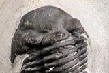 07370 - Nicely Preserved 1.93 Inch Paralejurus spatuliformis Devonian Trilobite
