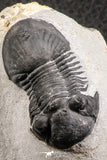 07370 - Nicely Preserved 1.93 Inch Paralejurus spatuliformis Devonian Trilobite