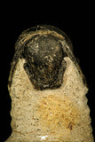 30208 - Top Beautiful 3.24 Inch Crotalocephalina (Crotalocephalus) gibbus Lower Devonian Trilobite