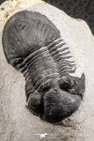 07370 - Nicely Preserved 1.93 Inch Paralejurus spatuliformis Devonian Trilobite