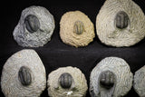 21256 - Great Collection of 14 Cornuproetus sp Middle Devonian Trilobites