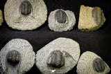 21256 - Great Collection of 14 Cornuproetus sp Middle Devonian Trilobites