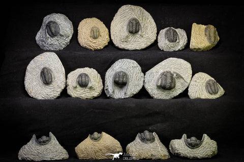 21256 - Great Collection of 14 Cornuproetus sp Middle Devonian Trilobites