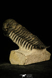 30208 - Top Beautiful 3.24 Inch Crotalocephalina (Crotalocephalus) gibbus Lower Devonian Trilobite