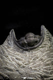 21256 - Great Collection of 14 Cornuproetus sp Middle Devonian Trilobites