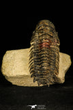 30209 - Top Beautiful 3.04 Inch Crotalocephalina (Crotalocephalus) gibbus Lower Devonian Trilobite