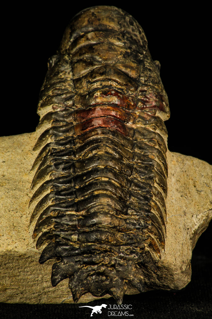 30209 - Top Beautiful 3.04 Inch Crotalocephalina (Crotalocephalus) gibbus Lower Devonian Trilobite