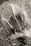 07371 - Nicely Preserved 1.78 Inch "Devil Horned" Cyphaspis walteri Devonian Trilobite
