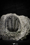 21256 - Great Collection of 14 Cornuproetus sp Middle Devonian Trilobites