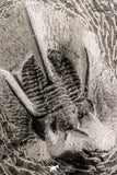 07371 - Nicely Preserved 1.78 Inch "Devil Horned" Cyphaspis walteri Devonian Trilobite
