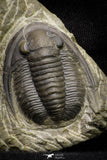 21256 - Great Collection of 14 Cornuproetus sp Middle Devonian Trilobites