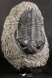 07372 - Nicely Preserved 2.50 Inch Hollardops merocristata Middle Devonian Trilobite