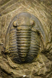 21256 - Great Collection of 14 Cornuproetus sp Middle Devonian Trilobites