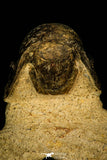 30209 - Top Beautiful 3.04 Inch Crotalocephalina (Crotalocephalus) gibbus Lower Devonian Trilobite