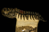 30209 - Top Beautiful 3.04 Inch Crotalocephalina (Crotalocephalus) gibbus Lower Devonian Trilobite