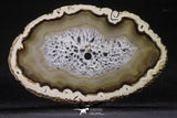 20248 -  Extremely Beautiful 7.87 Inch Brazilian Agate Slice (Chalcedony Geode Section)