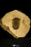 30210 - Top Quality 1.61 Inch Scabriscutellum sp Middle Devonian Trilobite