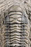 07373 - Gorgeous 3.02 Inch Crotalocephalina (Crotalocephalus) gibbus Lower Devonian Trilobite