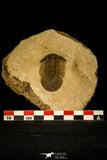 30210 - Top Quality 1.61 Inch Scabriscutellum sp Middle Devonian Trilobite